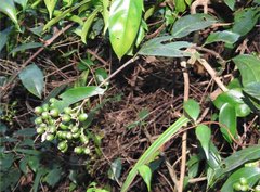 Aidia cochinchinensis