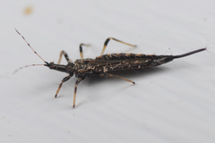 Idolothrips spectrum