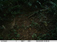 Prionailurus bengalensis