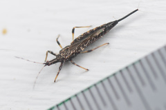 Idolothrips spectrum