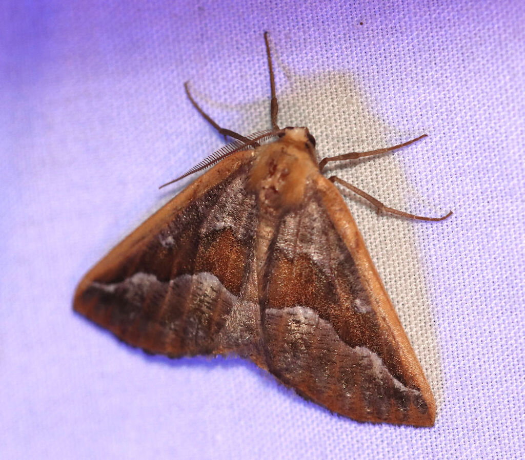 Southern Pine Looper