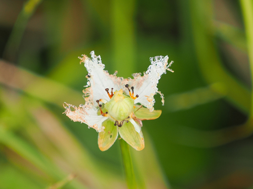 Parnassia foliosa iNat (3)