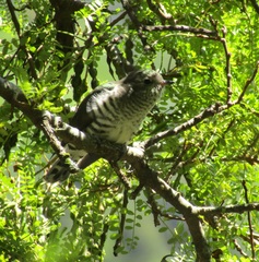 Chrysococcyx lucidus lucidus