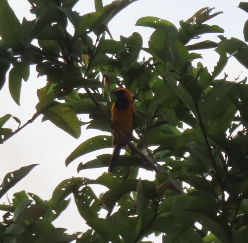 Orange-crowned Oriole (Icterus auricapillus), photo 7