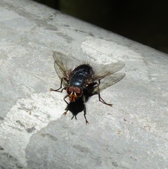 Tachineo clarkii