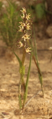 Wurmbea spicata