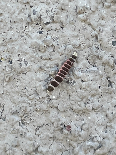 Pleotomus nigripennis