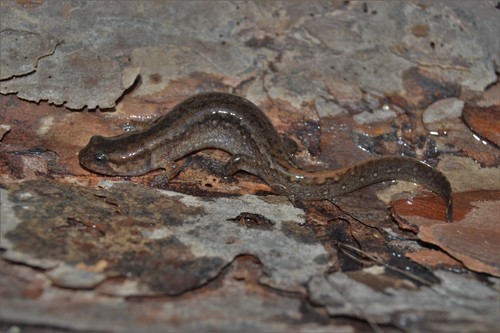Valentine’s Southern Dusky Salamander