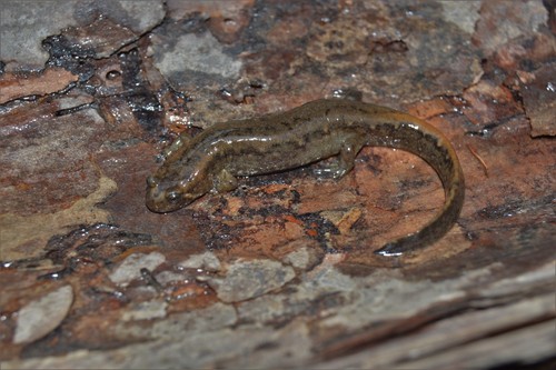 Valentine’s Southern Dusky Salamander