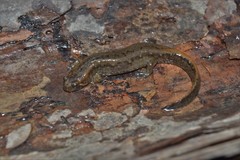 Valentine's Southern Dusky Salamander photo 2