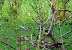Motacilla clara