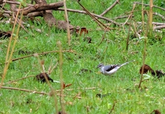 Motacilla clara