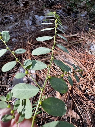 Carolina leaf-flower (Phyllanthus caroliniensis)