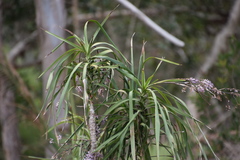 Cordyline stricta