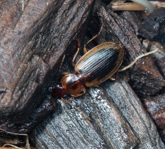 Tanystoma maculicolle