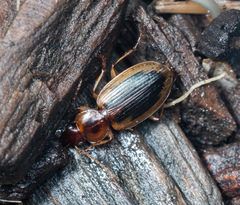 Tanystoma maculicolle