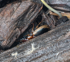 Tanystoma maculicolle