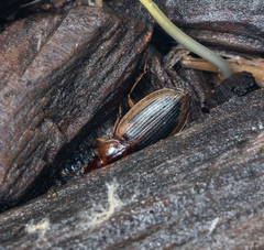 Tanystoma maculicolle