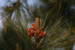 Pinus torreyana