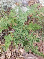 Cheilanthes leucopoda