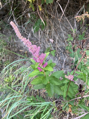 Steeplebush (Spiraea tomentosa)