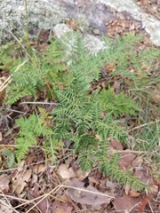 Cheilanthes leucopoda