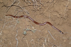 Brachyurophis incinctus