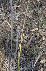 Cyathochaeta avenacea