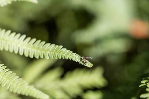 Unknown species found near Druid Hills, GA, USA
