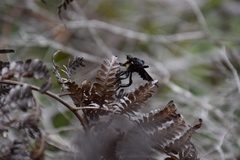 Blepharotes splendidissimus