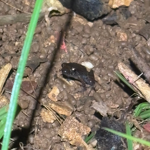 Eleutherodactylus planirostris observed 2025-10-11