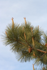 Pinus torreyana