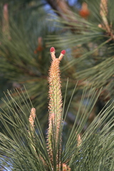 Pinus torreyana