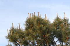 Pinus torreyana