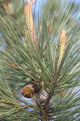 Pinus torreyana