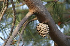 Pinus torreyana