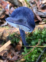 Entoloma panniculus