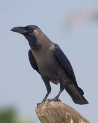 Corvus splendens