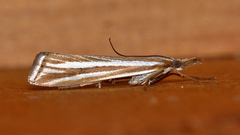 Hednota opulentellus