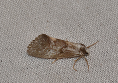 Philenora malthaca