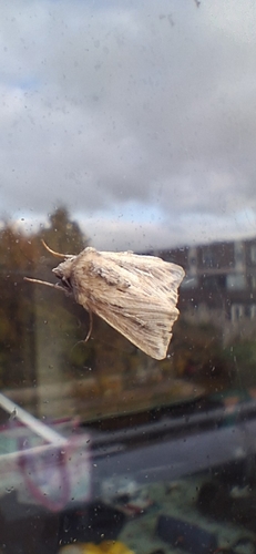 L-album Wainscot, Noord-Holland, NL, photo 8 of 10