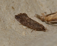 Syncometes vilis