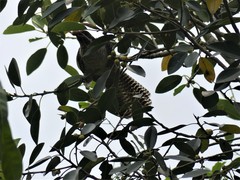 Eudynamys orientalis cyanocephalus