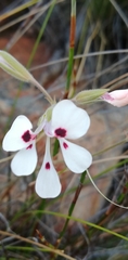 Pelargonium naviculifolium
