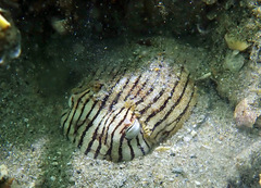 Sepioloidea lineolata