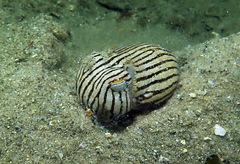 Sepioloidea lineolata