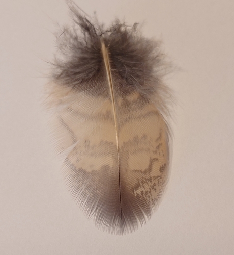 View observation of {o.common_name} on iNaturalist