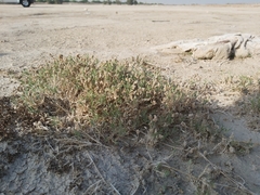 Aeluropus lagopoides