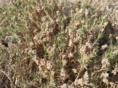 Aeluropus lagopoides