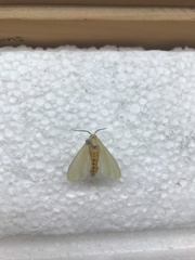 Pareuchaetes insulata